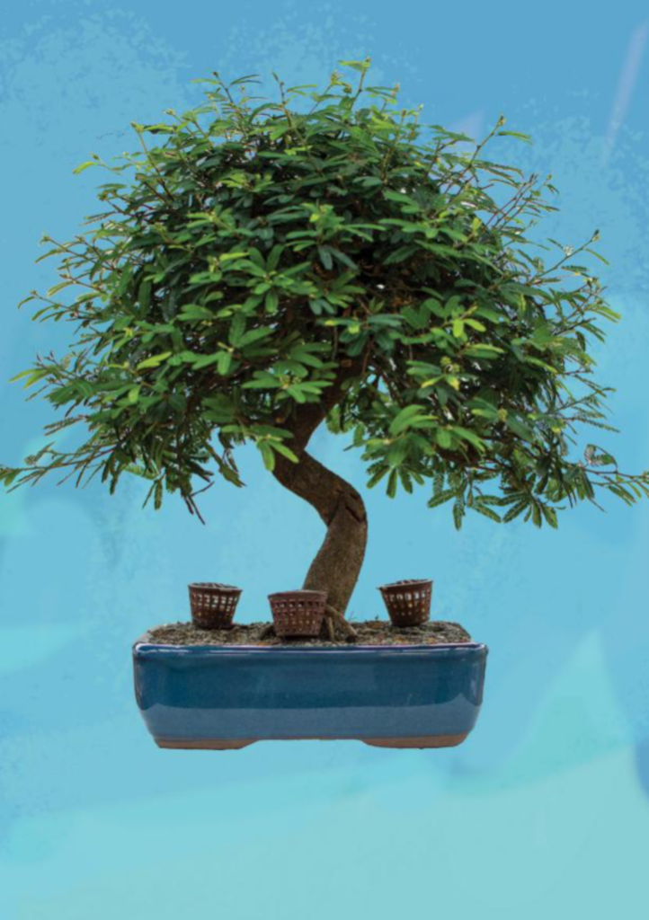Image of a small bonzai tree with crooked trunk in tiny bed. Artwork by Larissa Fantini entitled "The Last Leaf Fell - 2021"